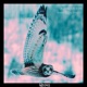 Momentum Deep In Calm Remix Single