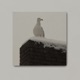 White Bird EP