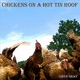 Chickens On a Hot Tin Roof