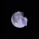 Honeymoonlight Single