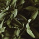 Organic Single