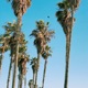 Venice Beach Single