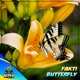 Butterfly Single