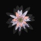 Dakini God s Eye Mix feat Sunspot Jonz Tajai Phesto Souls of Mischief Butch Swim Single