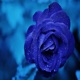 Blueberry Pie Single