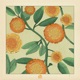 calendula Single