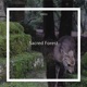 Sacred Forest Single