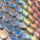 Scales Single