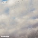 Cumulus feat U WARRIOR Single