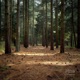 Pine Single