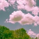 Clouded Days Single