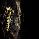 SUICIDAL TENDENCY feat RXTRO Single