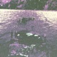 Surf
