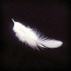 FEATHER Single