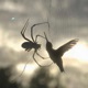 spider web Single