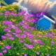 Bloom EP