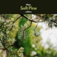 Soft Pine feat calabry Single