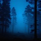 bluefog Single