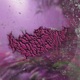 AxMx PLASMOTIUM PARASITE Single