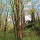 Under Green Canopy Single