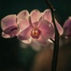 Orchid Single