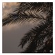 Sunshine Single