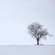 A Single Tree EP