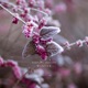 Winter Single