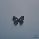 Cold Love