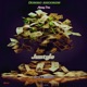 Money Tree Single