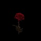 Saint valentin Single