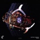 Signal Single