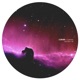 Cosmos Single