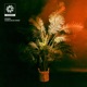 Evergreen Single