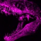 Dinozaur Single
