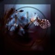 Butterfly Single