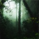 Forest Rain Single