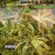 Green Leaves Single