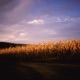 Indigo Happiness Single