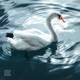 Loch Evocation Single