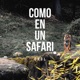 Como en Un Safari Single