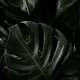Monstera Single