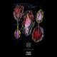 Fever Single