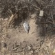 Mourning dove feat nasu Single