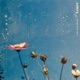 Azure Single