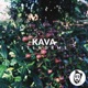 Kava Single