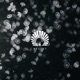 Lotus Single