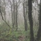 El Bosque De La Niebla