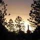 Pinecone Grove Single
