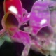 Flora Baile Funk Mix Single